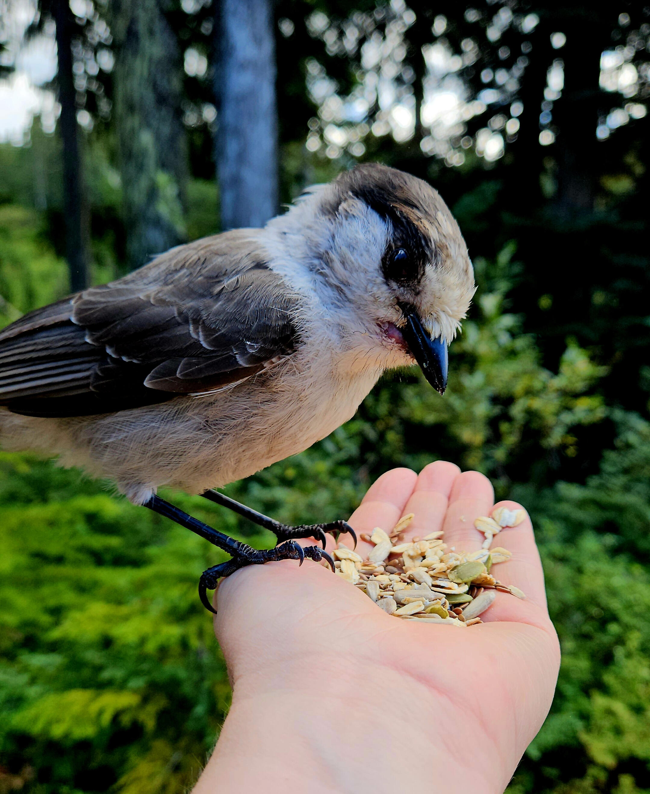 Whiskey jack perched on a hand, eating seeds in the forest.